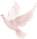colombe