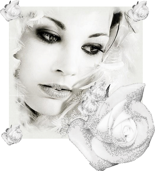 rose blanche